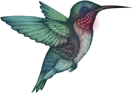 Ruby Throated Hummingbird - Ruby-throated Hummingbird (500x361)