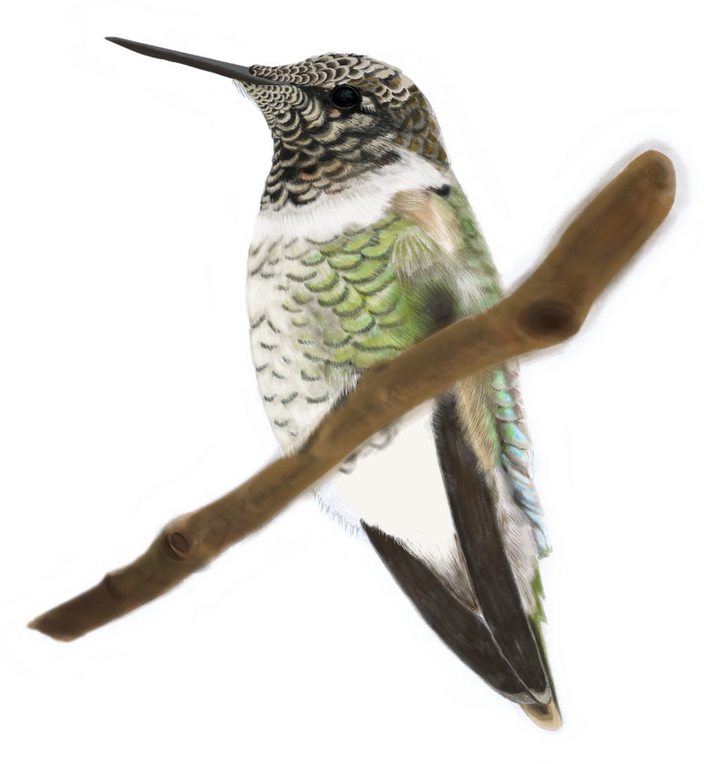 Anna's Hummingbird - - Anna's Hummingbird - (1000x1085)