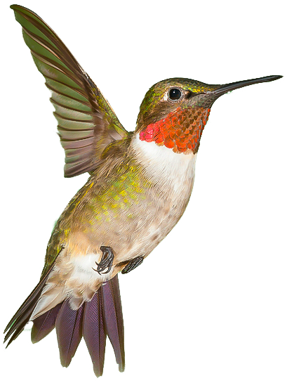 Ruby-throated Hummingbird (409x542)