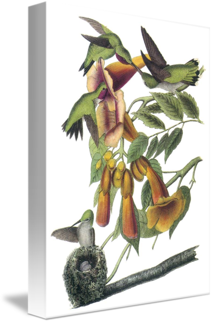 Ruby-throated Hummingbird Shower Curtain (427x650)