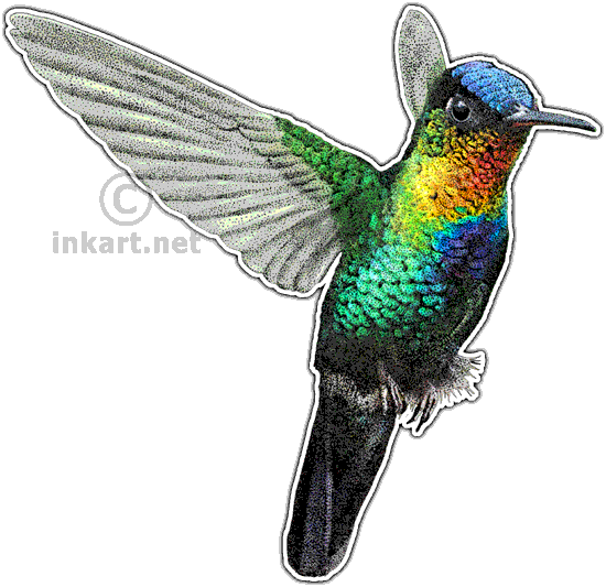Fiery-throated Hummingbird Decal - Fiery-throated Hummingbird Picture Ornament (550x533)