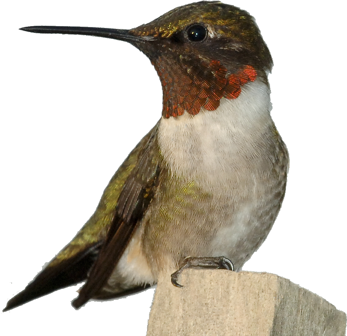 Ruby-throated Hummingbird - Hummingbird Of The Mojave (1236x1086)