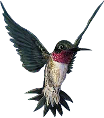 Oiseaux - Photography (344x390)