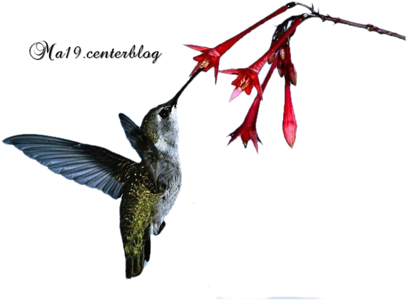 Hummingbird (589x450)