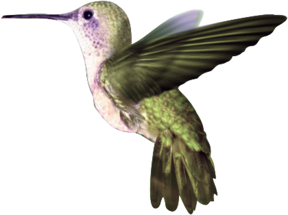 Hummingbird, Geoffrey Gomez For Your Desktop - Yellow Hummingbird (420x314)