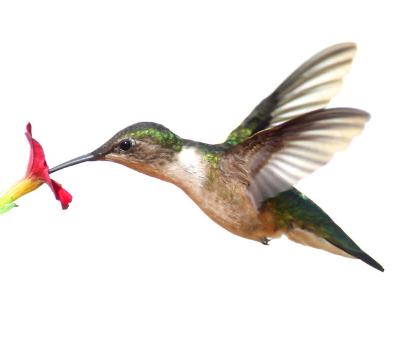 What Was My Inspiration And What Is The Deal With Hummingbirds - Ruby-throated Hummingbird (400x350)