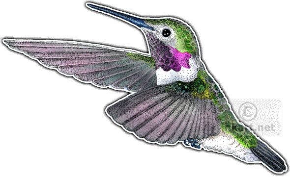 Broad-tailed Hummingbird Decal - Hummingbirds Of North America Mousepad (590x361)