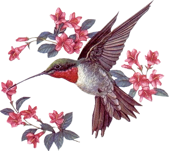 Tubes Oiseaux Tiram 194 Tubes Oiseaux Tiram 195 Tubes - Good Morning Hummingbird Gif (550x492)