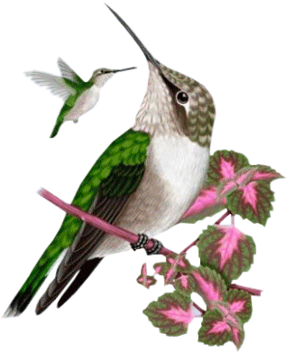 Album - Divers-images - Ruby-throated Hummingbird (320x400)