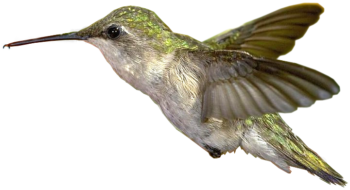 Hummingbirds - Hummingbird (720x391)