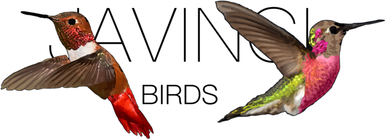 Ruby-throated Hummingbird (1024x576)