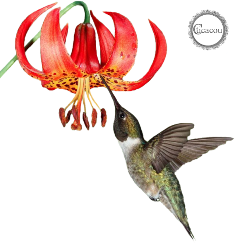 Ruby-throated Hummingbird (800x832)