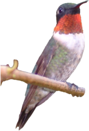 1 - Acorn Woodpecker (308x452)