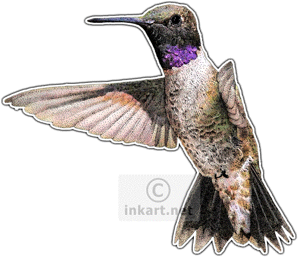 Black-chinned Hummingbird Decal - Hummingbirds Of North America Note Cards (pk (590x509)