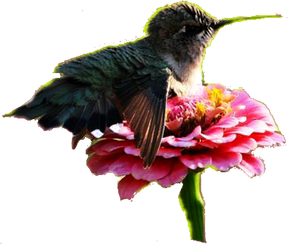 De Manera Temporal En Un Cuerpo Humano, Pero Somos - Hummingbird Sitting On A Flower (700x525)