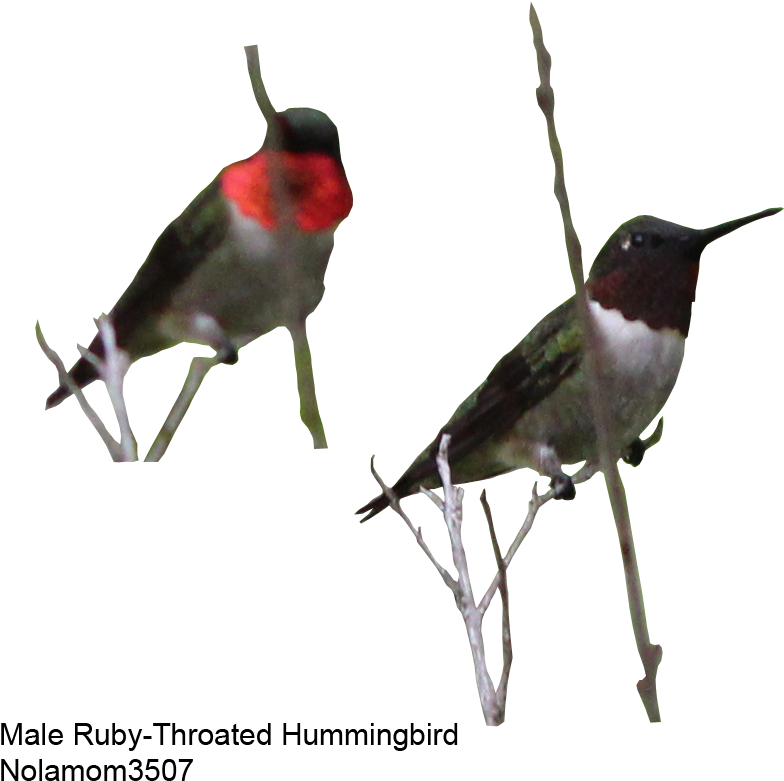 Male Rubythroat Hummingbird 1 By Nolamom3507 - Ruby-throated Hummingbird (906x813)