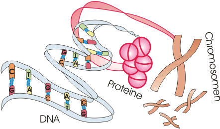 Cat In The Hat Video - Chromosome (456x280)