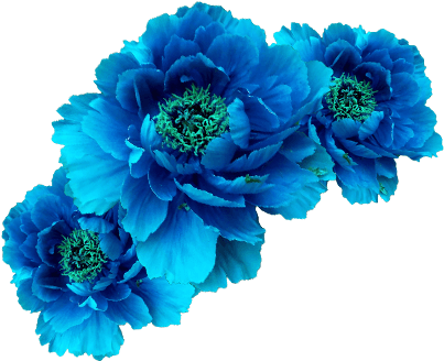 Flor Azul, La Corona Guirnalda De Aqua - Blue Flower Crown Png (1084x650)