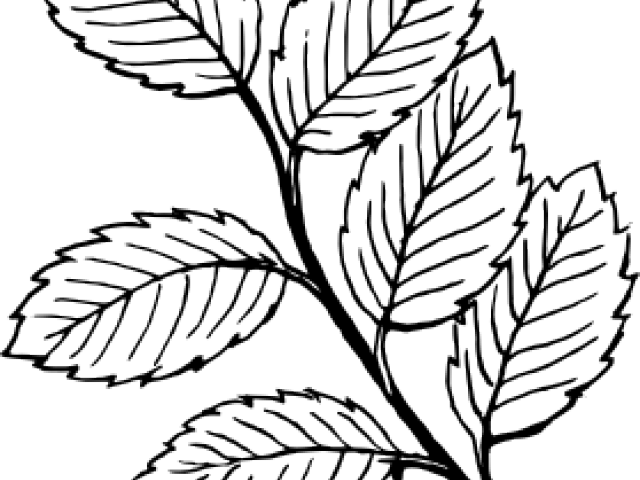 Rose Clipart Leaf - Clipart Of A Leaf In Black And White (640x480)