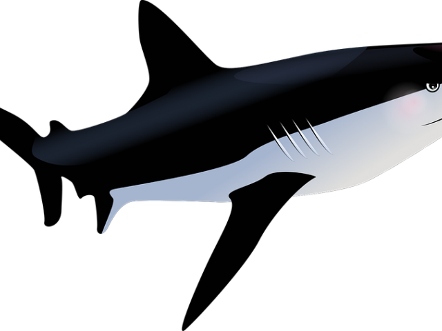 Tiger Shark Clipart Hiu - Shark (640x480)