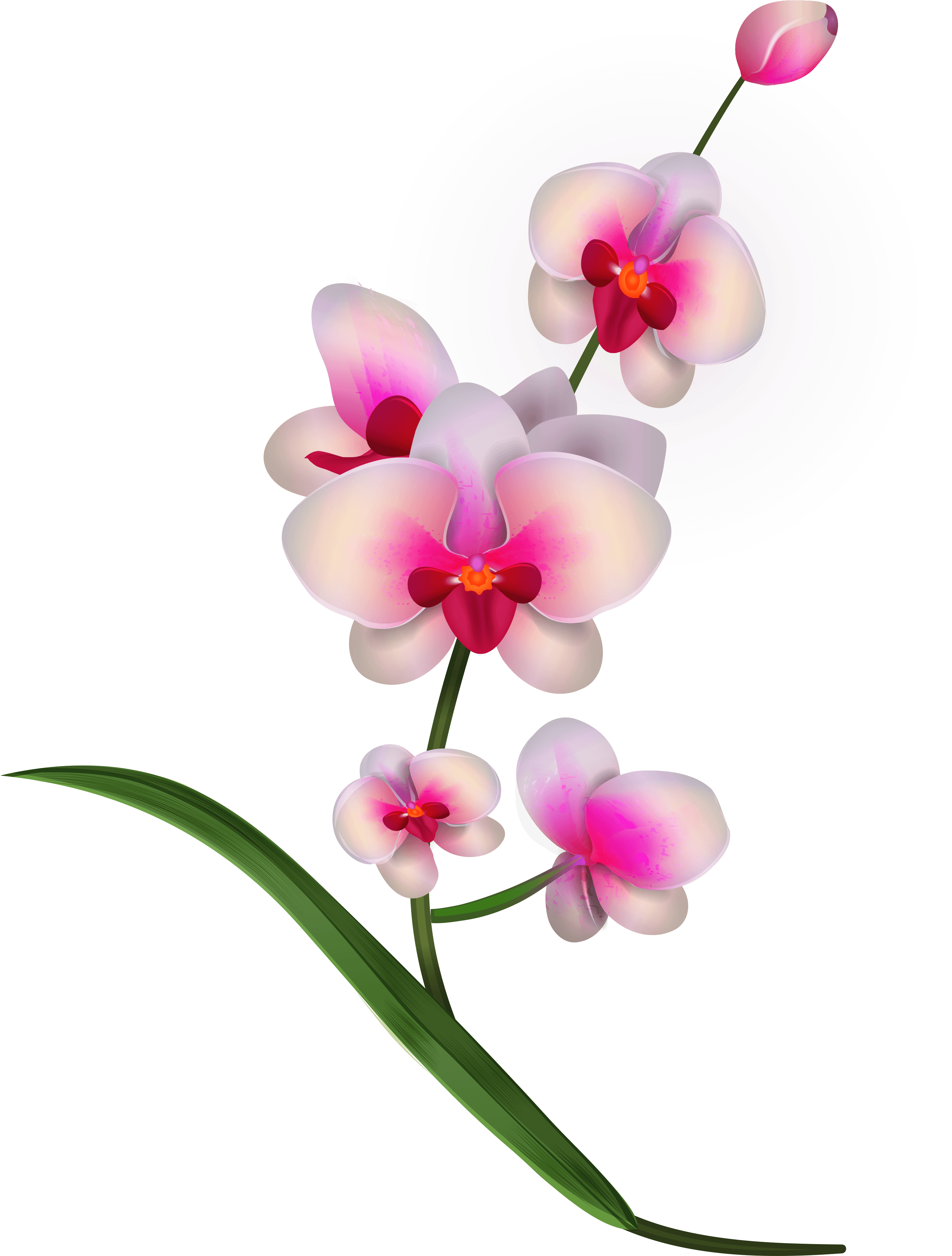 Orchid Clipart Png Image - Orchids Clipart (3097x4076)
