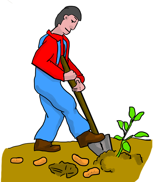 Sweet Potato, Digging, Dig, Potato, Potatoes, Farmer - Agriculture (960x637)