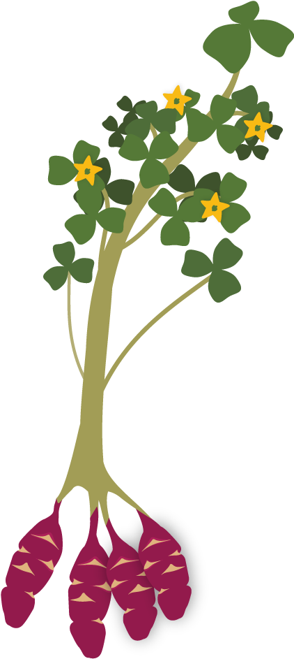 Oca - Oxalis Tuberosa Png (421x949)