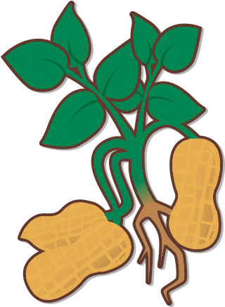 Learn About Our Process - Peanut Plant Clipart (346x445)