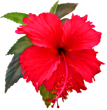 Amazing Hibiscus Flower Clip Art Flower Image Gallery - Shoe Flower Clip Art (384x383)