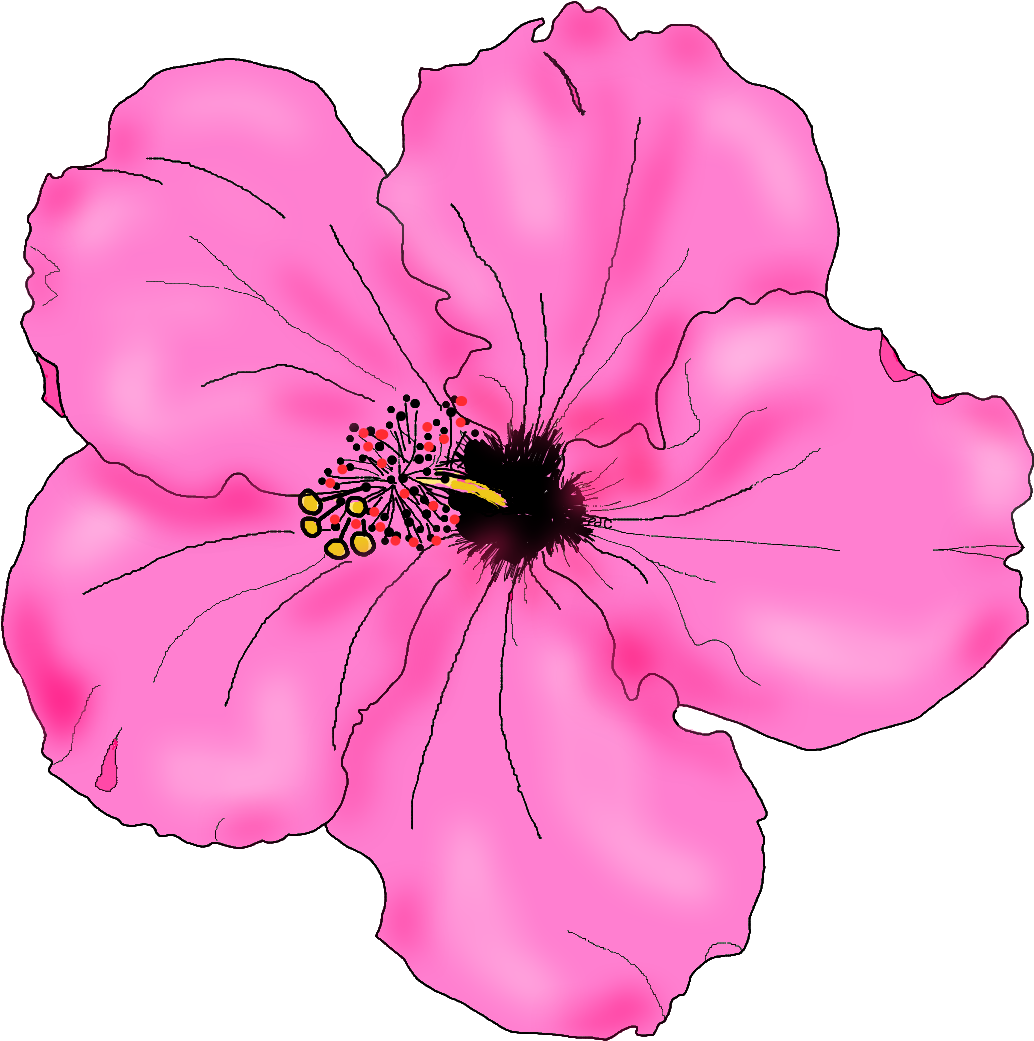 Flowers For Simple Hibiscus Flower Drawing - Hibiscus Flower Drawing Png (1192x1212)