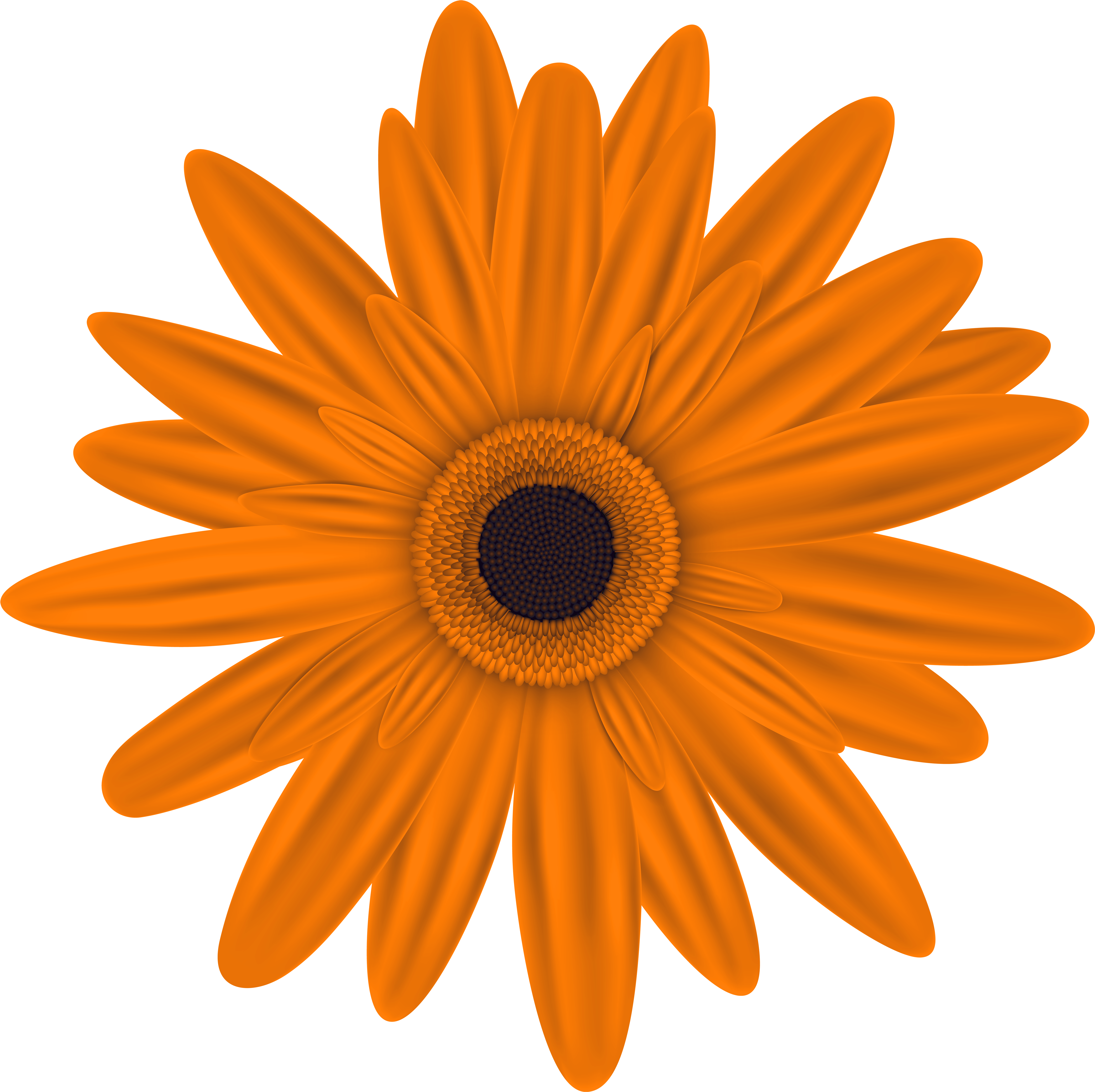 0, - Orange Flowers Clip Art (6000x5960)