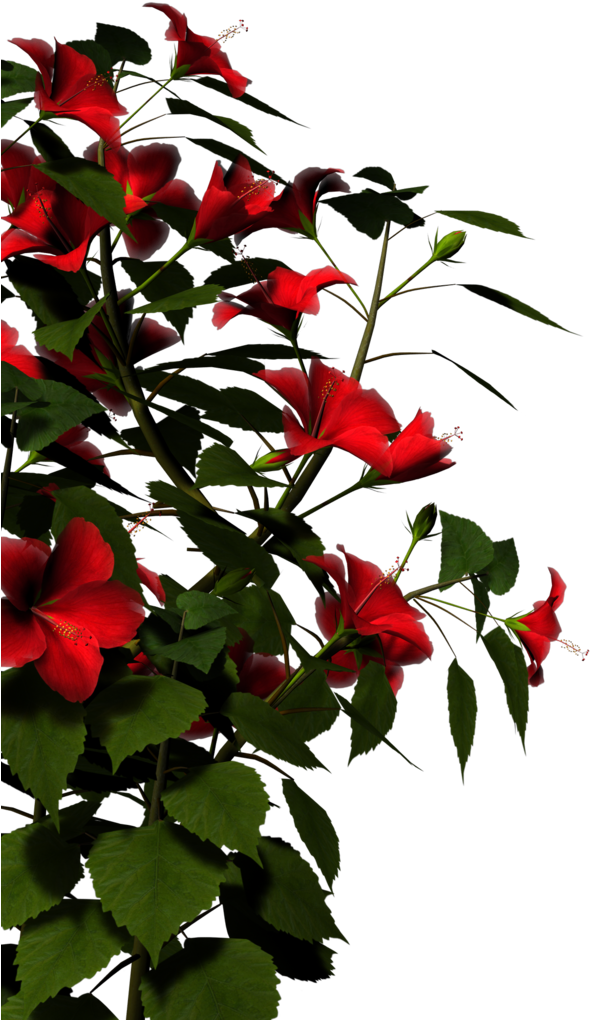 Hibiscus-red By Brokenwing3dstock On Clipart Library - Nature Png Images Hd (1024x1024)