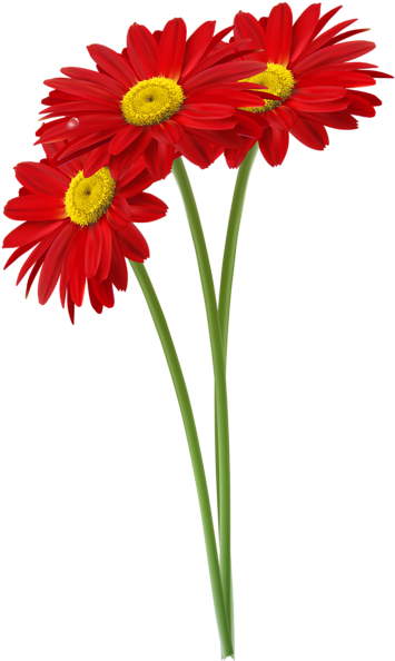 Red Gerbers Png Clipart Image - Red Daisies Clipart (362x600)