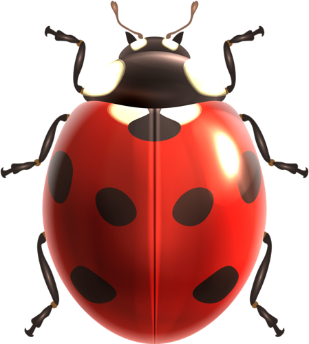 Insects Illustrations Vector - Ladybird Illustration (449x500)