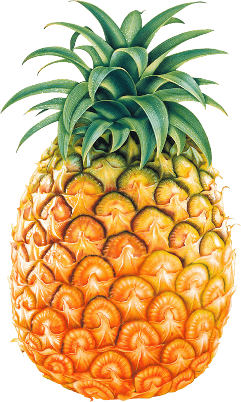Juice Pineapple Clip Art - Pineapple Png (480x801)