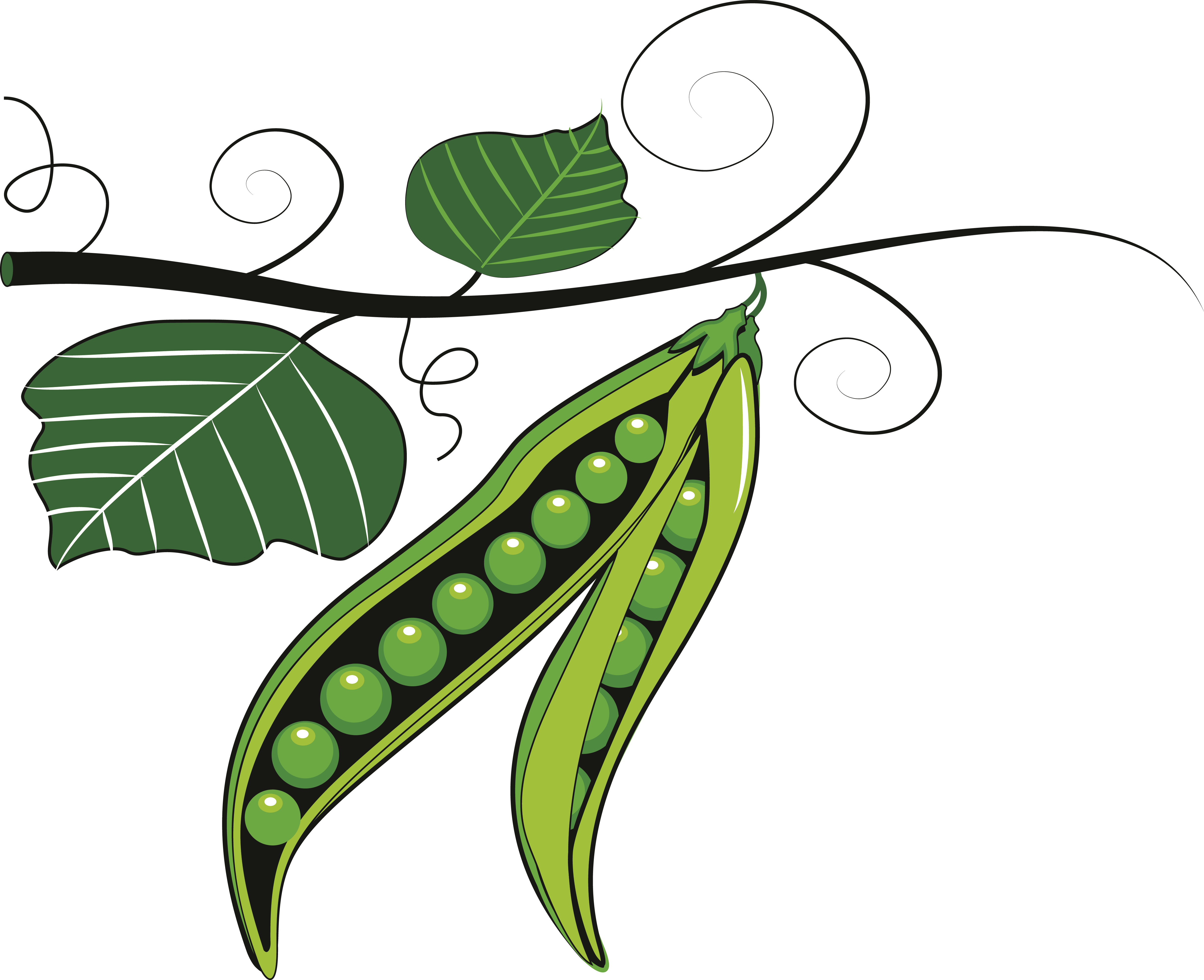 Fruit Pea Pulse Clip Art - Clip Art Of Green Vegetable (4842x3940)