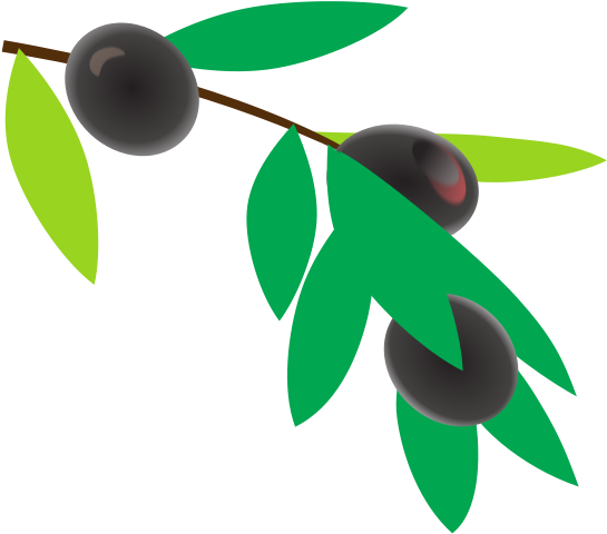 Planta De Cafe Colombiano - Plant (566x800)