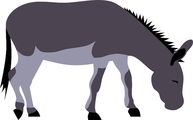 Animal Donkey Farm Grassing Gray Cute Grey - Donkey Png Clip Art (640x400)