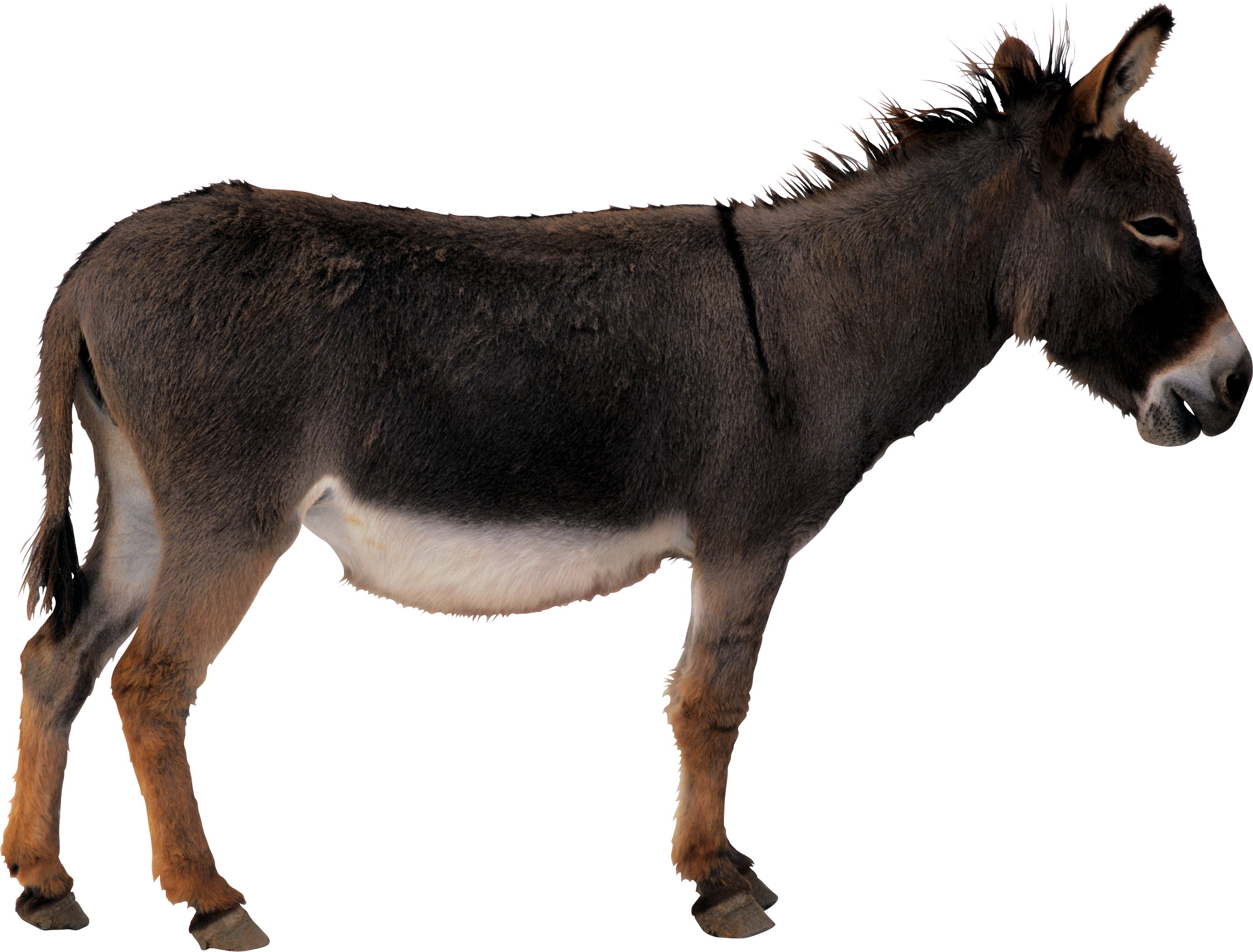 Donkey Png - Donkey Transparent (2750x2089)