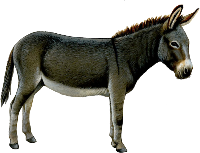 Donkey, Ass Png - Donkey Transparent Background (1024x819)