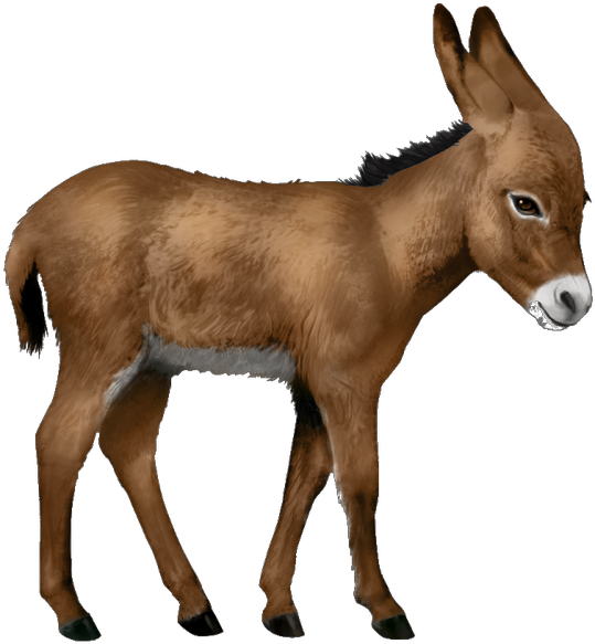 Donkey Png - Donkey Png (599x608)