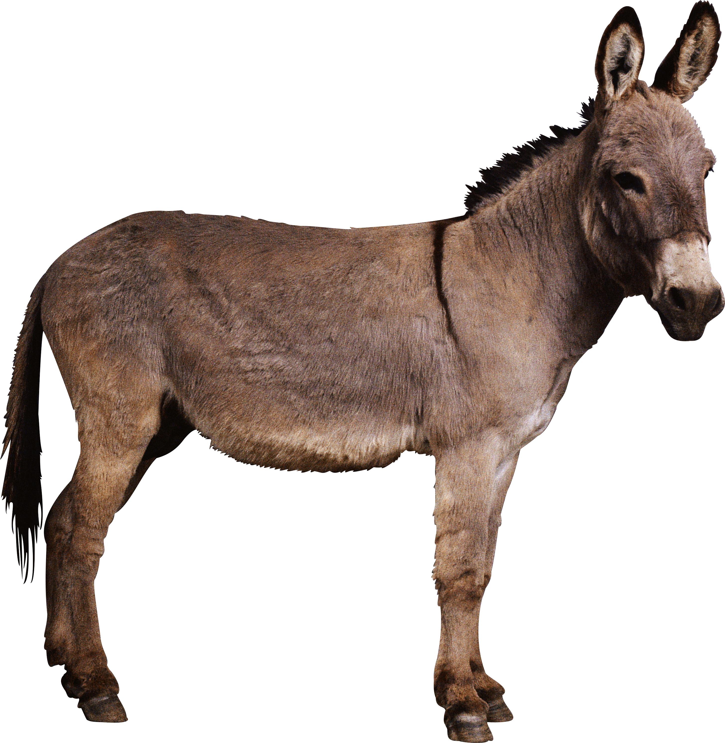 Donkey Png - Ennai Paar Yogam Varum (2910x2983)