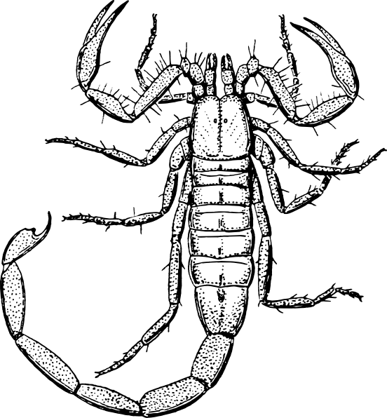 Scorpion Clip Art Free - Scorpion Black And White (552x596)