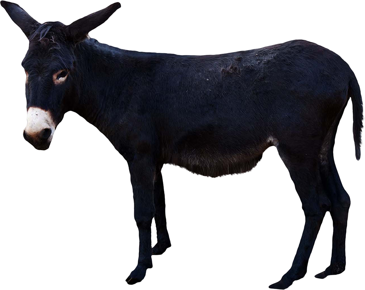 Donkey Png - Donkey With Transparent Background (1203x957)