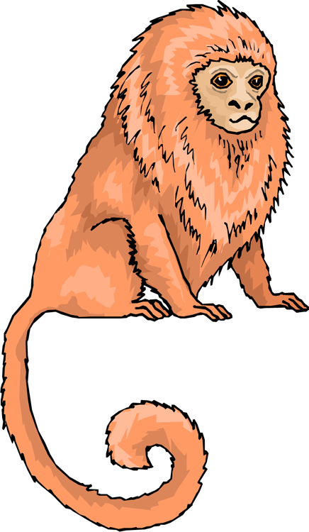 Tamarin - Golden Lion Tamarin Clipart (436x750)
