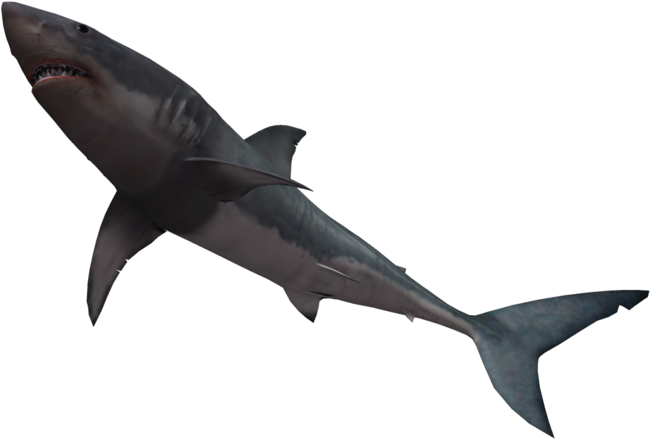 Shark Black And White Great White Shark By Wolverine - Shark With No Background (1024x639)