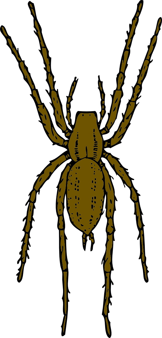 Brown Spider 555px - Brown Spider Clipart (555x1158)