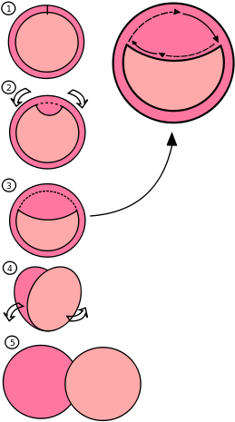 170 × 240 Pixels - 170 × 240 Pixels (339x479)