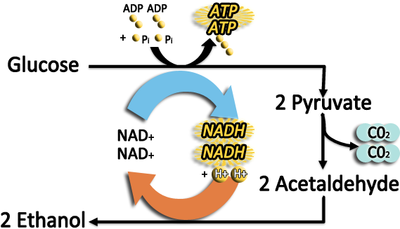 Diagram For Process Of Fermentation - Fermentation (582x331)