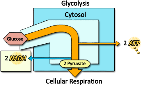 Diagram For Glycolysis - Diagram (500x307)